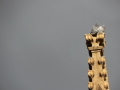 z2P1230814.JPG